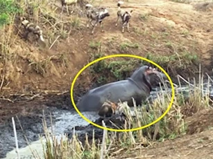 Clip: Hà mã cứu linh dương Antelope thoát khỏi nanh vuốt bầy chó hoang