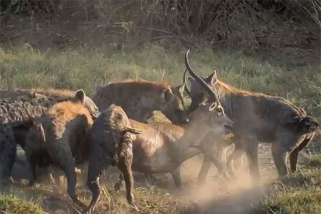 Clip: Quá ham chiến, linh dương bị linh cẩu xé xác