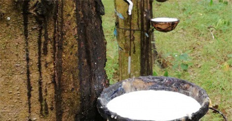 Giá cao su liên tục phá đáy, cao su Thống Nhất vẫn ghi nhận doanh thu tăng 43%