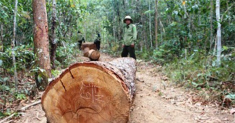 Gia Lai: Nhiều cán bộ bị kỉ luật do để xảy ra 2 vụ phá rừng nghiêm trọng