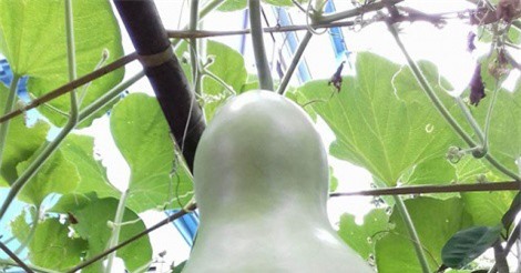 Giàn "bầu tiên" siêu khủng đẹp hiếm trĩu trịt quả ở lưng chừng trời