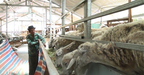 Không phải cao bồi, nhưng anh nông này kiếm nửa tỷ từ cừu và dê