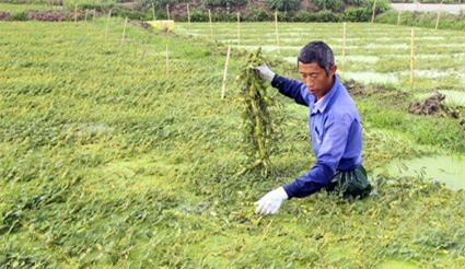 Loại rau lớn nhanh như thổi, hái mỗi ngày, cứ đếm ngọn là ra tiền
