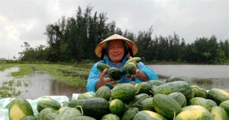 Bão số 3: Thanh Hóa chạy cắt lúa non, Hải Phòng điều xe thiết giáp