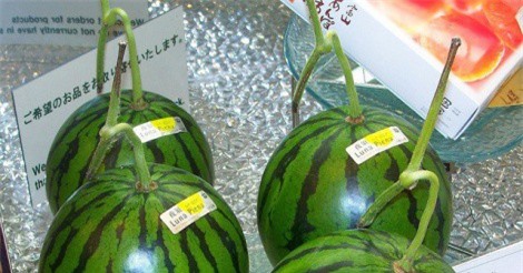 Dưa hấu Luna Piena đắt gấp 145 lần dưa hấu Việt vẫn đắt hàng vì "đẳng cấp" hơn