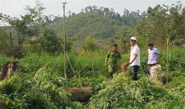 Phát hiện gần 1.000 cây cần sa xanh tốt trồng trong rẫy