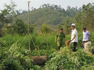 Phát hiện gần 1.000 cây cần sa xanh tốt trồng trong rẫy