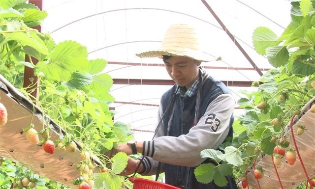 Bỏ việc nhà nước, 9X Đà Lạt về trồng vườn dâu chưa ai chê xấu