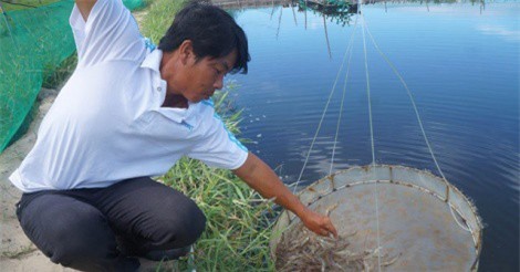 Quảng Nam: Xây nhà nửa tỷ nhờ nuôi tôm thẻ chân trắng