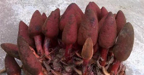 Những sản vật hiếm có khó tìm ở cao nguyên đá Hà Giang