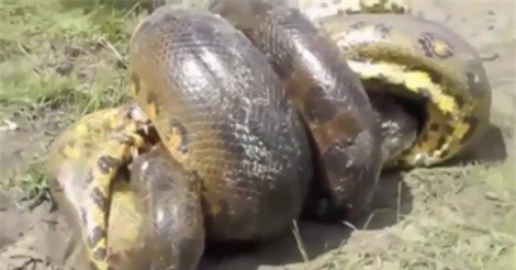 Clip: Mãn nhãn với màn giao chiến ác liệt giữa cá sấu với trăn