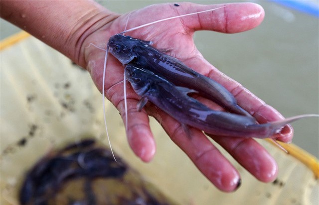 Kiếm tiền tỷ mỗi năm nhờ nuôi cá lăng giống