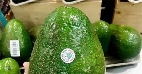 Loại bơ lớn nhất thế giới giá gần 300.000 đồng một quả