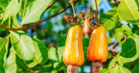 Triển vọng với ngành điều: “Điểm sáng” vẫn nằm ở nửa cuối năm