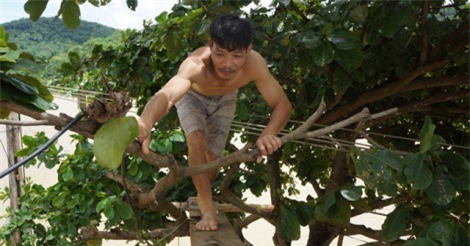 Dân vùng rốn lũ leo cây lên nhà