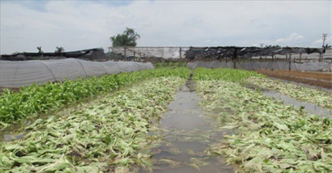 Hà Nội: 20ha rau sạch trị giá gần 1 tỉ đồng mất trắng sau đêm mưa, dân sống nhờ... cá