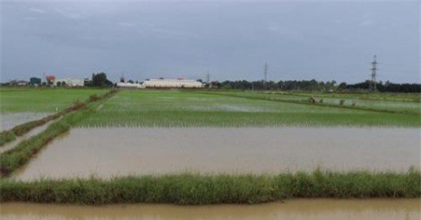 Hải Dương khẩn trương tiêu úng bảo vệ lúa, rau màu