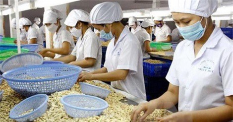 Hàng trăm nhà máy chế biến điều đóng cửa vì thiếu nguyên liệu