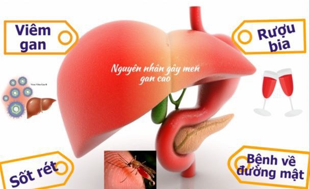 Men gan cao và những điều bạn chưa biết
