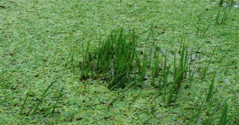 Người dân dầm mình giữa nước lũ cứu lúa