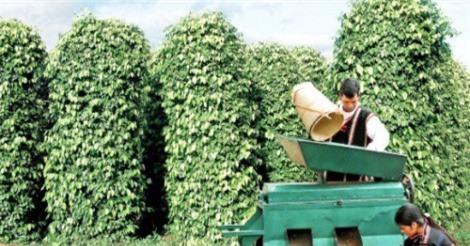 Giá hồ tiêu giảm, nhà nông đuối