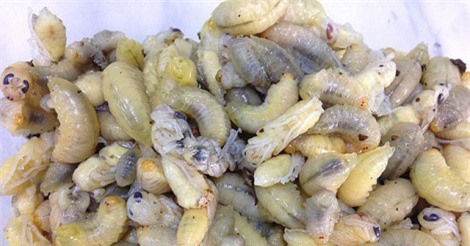 Gỏi nhộng ong, tiết canh cua ngon nức tiếng ở đất Mũi Cà Mau