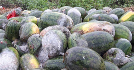 Hàng trăm tấn dưa hấu bị nước ngập, dân lấy cho bò ăn