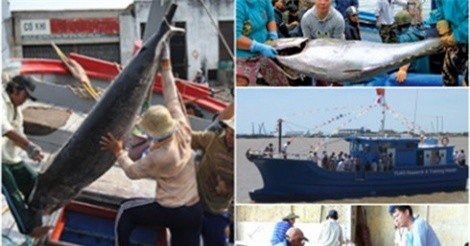 Sản lượng khai thác cá ngừ cuối vụ ở Phú Yên thấp do biển động