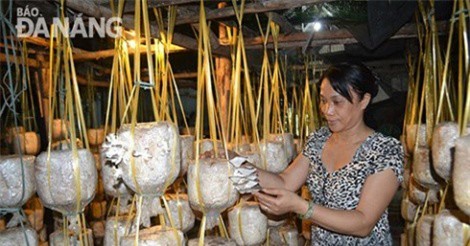 Thoát nghèo nhờ trồng nấm