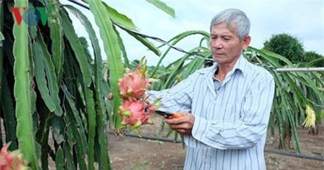 Từ thương binh 3/4 đến “ông vua” thanh long ruột đỏ đất Trảng Bom