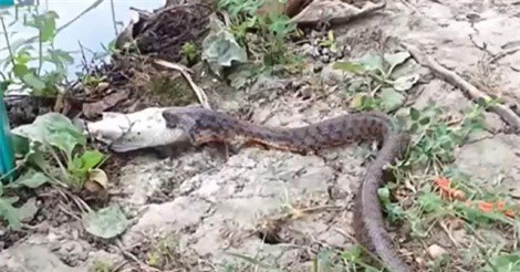 Clip: Bắt được cá, rắn vẫn ngậm ngùi nhịn đói