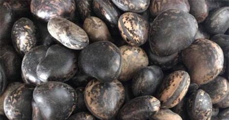 Đậu Lào 6 triệu đồng/kg: Tin lời "thần dược", lùng mua từng hạt