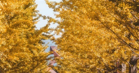 Hành trình tuyệt đẹp thưởng trọn mùa thu Nhật Bản