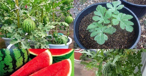 Kỹ thuật trồng cây dưa hấu trong chậu tại nhà cực dễ dàng