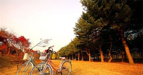 Mê mẩn với cảnh đẹp của đảo Nami, Hàn Quốc