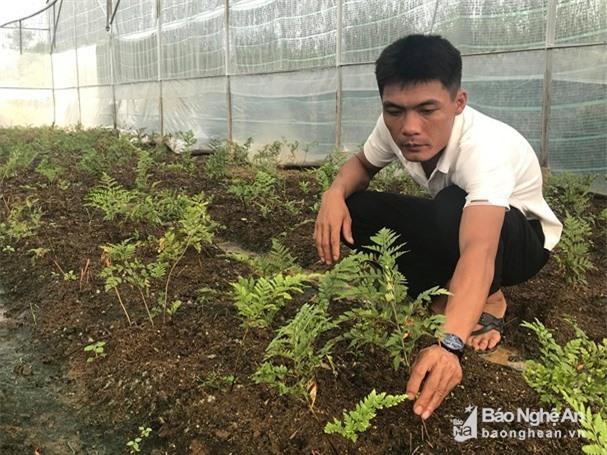 1 lá dương xỉ giá gần 3000 đồng, 8X mạnh dạn trồng luôn nhà màng
