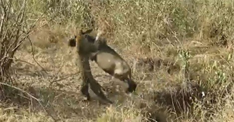 Clip: Báo hoa mai chặn đường, giết linh dương đầu bò