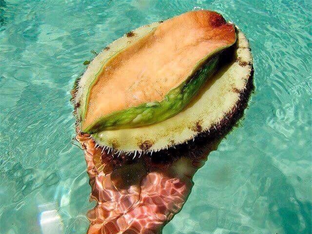 Tận mục bào ngư viền xanh “đắt cắt cổ” hút nhà giàu Việt