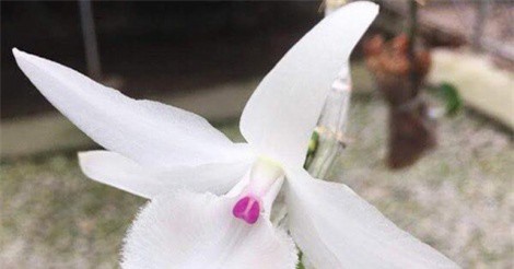 Giò phong lan của anh nông dân người Huế có gì "hot" mà đội giá lên 1,1 tỷ đồng?