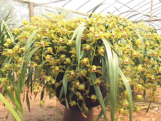 Ngắm những vườn lan tiền tỷ đẹp như mộng ở phố núi