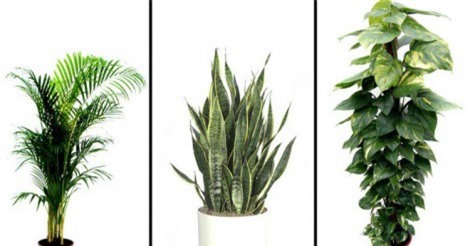 5 loại cây cảnh vừa dễ trồng lại giúp lọc không khí trong nhà 