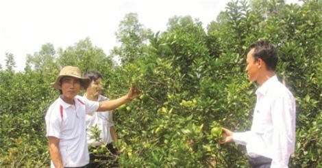 Hà Tĩnh: Cho vay tam nông chiếm gần 49% tổng dư nợ