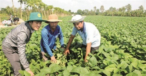 Thị trường thực chất cho đất nông nghiệp