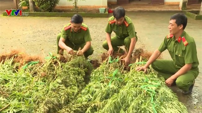 Đăk Lăk nhổ bỏ, tiêu hủy hơn 2 sào cần sa trồng trái phép