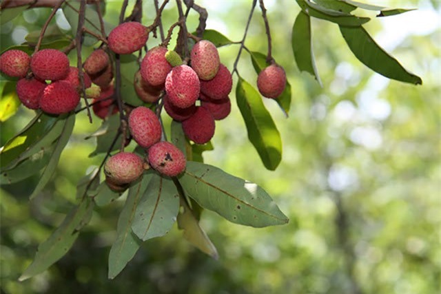 Lặn lội rừng sâu "săn" trái trường từ loài cây 30 năm mới ra quả