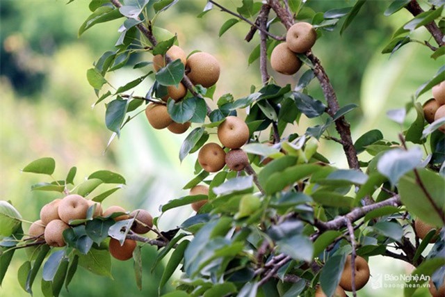 Mùa hái trái rừng vàng vàng lúc lỉu của người Mông xứ Nghệ