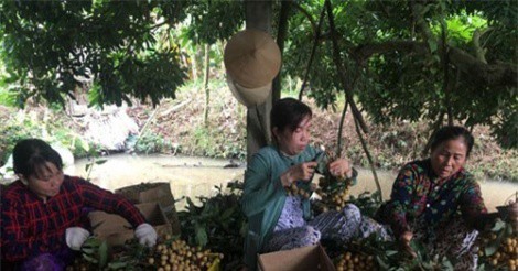 TP.HCM liên kết ĐBSCL xây chuỗi nông sản