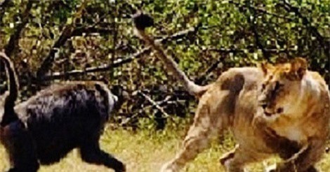 Clip: Khỉ đầu chó phản đòn, đuổi sư tử chạy thục mạng