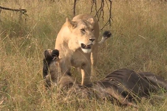 Clip: Mai phục tài tình, sư tử dễ dàng tóm gọn linh dương đầu bò