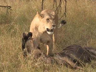 Clip: Mai phục tài tình, sư tử dễ dàng tóm gọn linh dương đầu bò